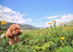 南宫旗下PG的国际化发展与市场拓展 南宫旗下PG的国际化发展与市场拓展