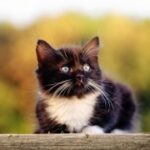 pg问鼎:电竞赛事中的战术创新与团队协作 hfhk2hb6d