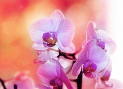 如何通过ng官网获取技术支持与帮助 如何通过ng官网获取技术支持与帮助